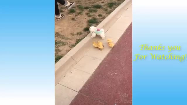 new video very funny dog video 2022