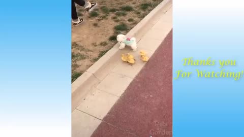 new video very funny dog video 2022