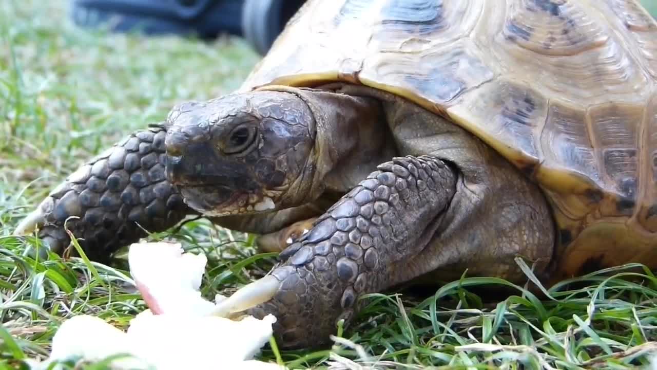 Galapagos tortoise happily snacks fresh apple