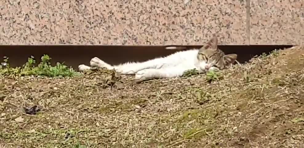 Cat tanning in the warm spring sunshine