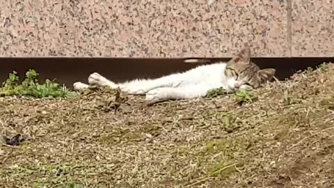 Cat tanning in the warm spring sunshine