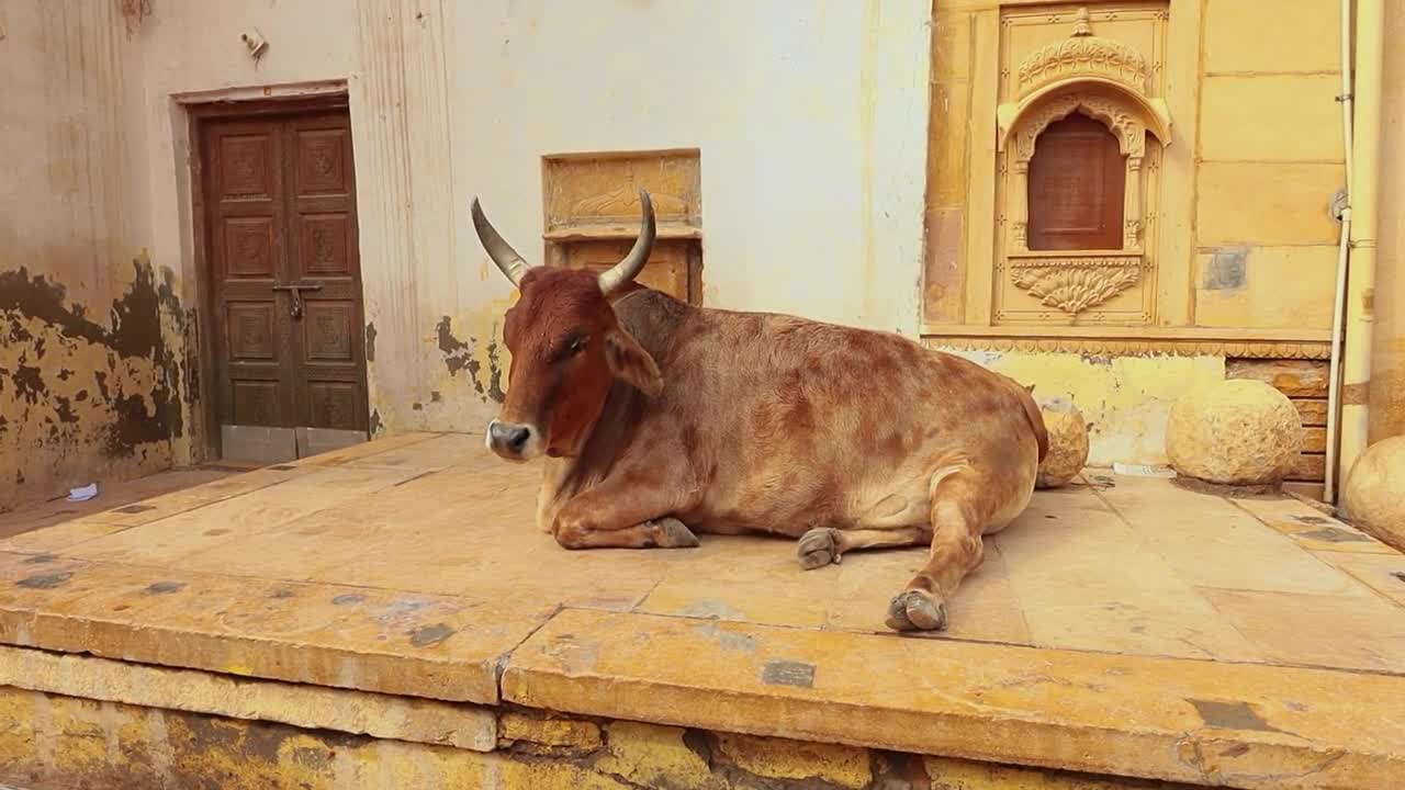 Cow on street in India Constitution of India mandates the protection of cows in Rajasthan, India