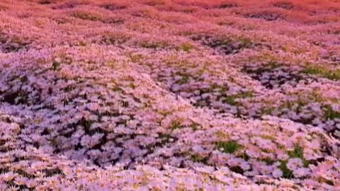 Stop your busy steps in the past and feel the tranquility of nature at this moment