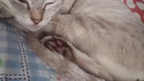 Cat sleep