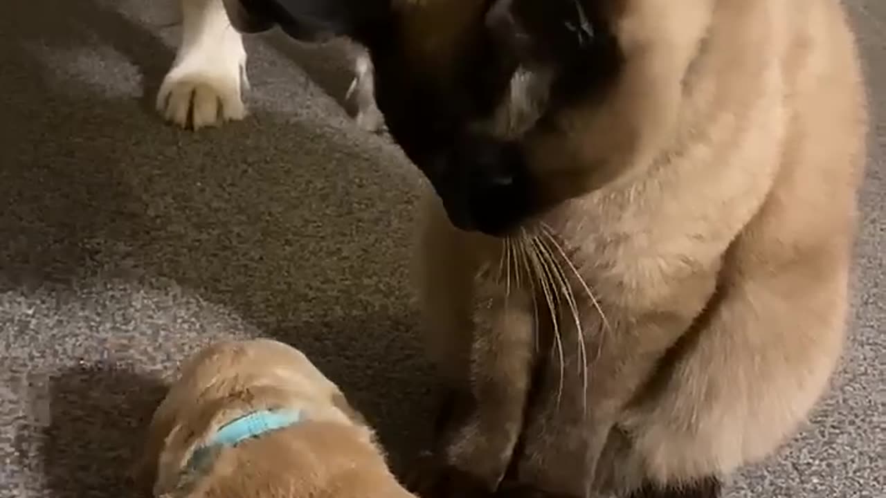 Cat comforts crying puppy while mom takes a break