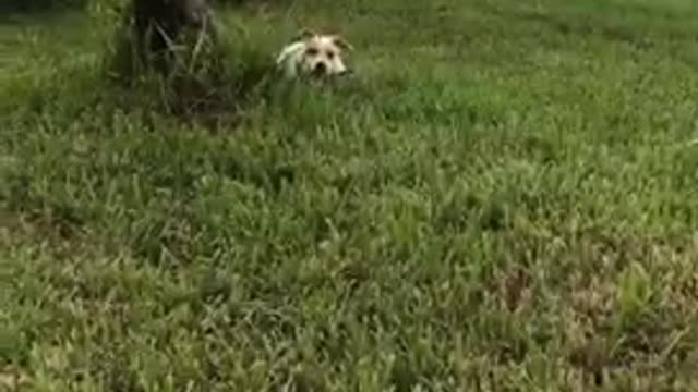 White and dog brown with black leash sprints around green grass lawn