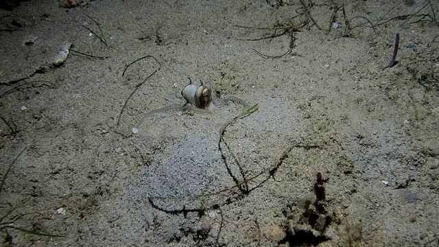 Diver Catches Octopus Burying Itself in Sand