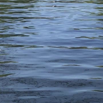 The Regent’s Park is one of London’s eight Royal Parks and covers an area of 395 acres.