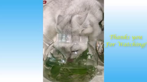 🐕Funny puppies |🐱cute Cats videos 2022Compilation