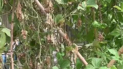 The beans on the bean tree are all cooked