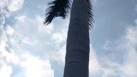 palm tree