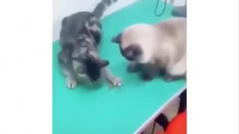 Silly Cat Videos