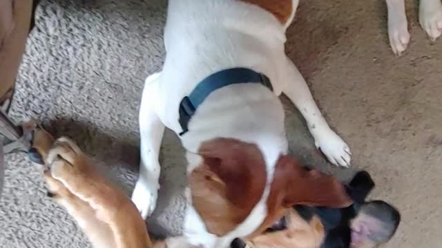 Dogs continue to play fight