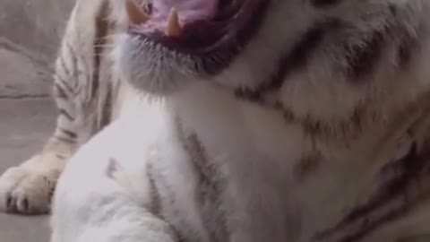 angry roaring tiger