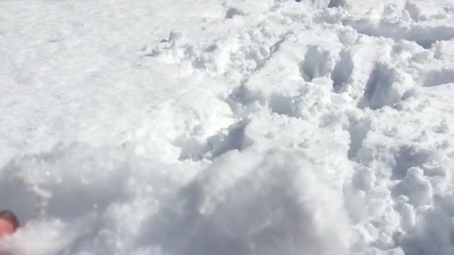 White dog hitting snowballs with its nose