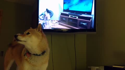 Shiba Inu howling with German Shepherd howling with wolves from Zootopia (Frozen for dogs)