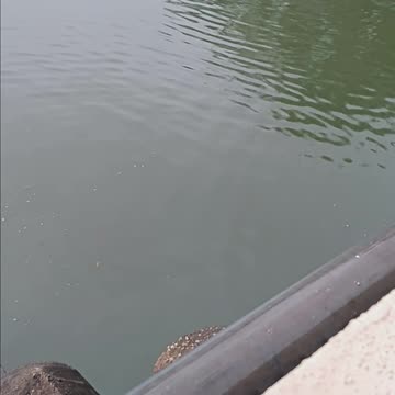 Striped bass and a crane