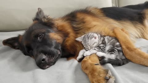 Foster Kitten Overcomes Fear Of German Shepherds And Bonds In Unlikely Friendship