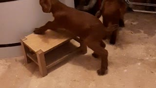 Baby Goats have fun jumping on stool