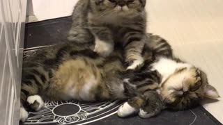 Thoughtful Kitty Gives Buddy A Relaxing Massage