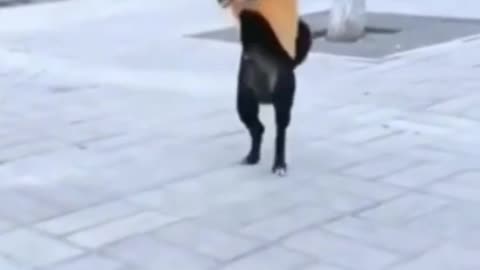 Funny- DoGs🐕best of funny DoG