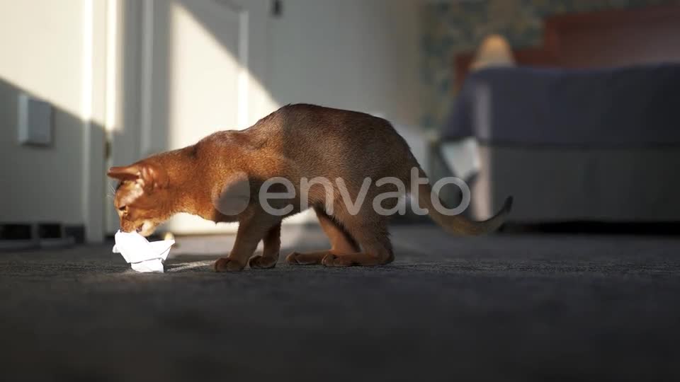 Cute Curious Red Cat Lying on Feet of Young Woman Indoor by OlehSlepchenko