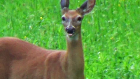 Deer