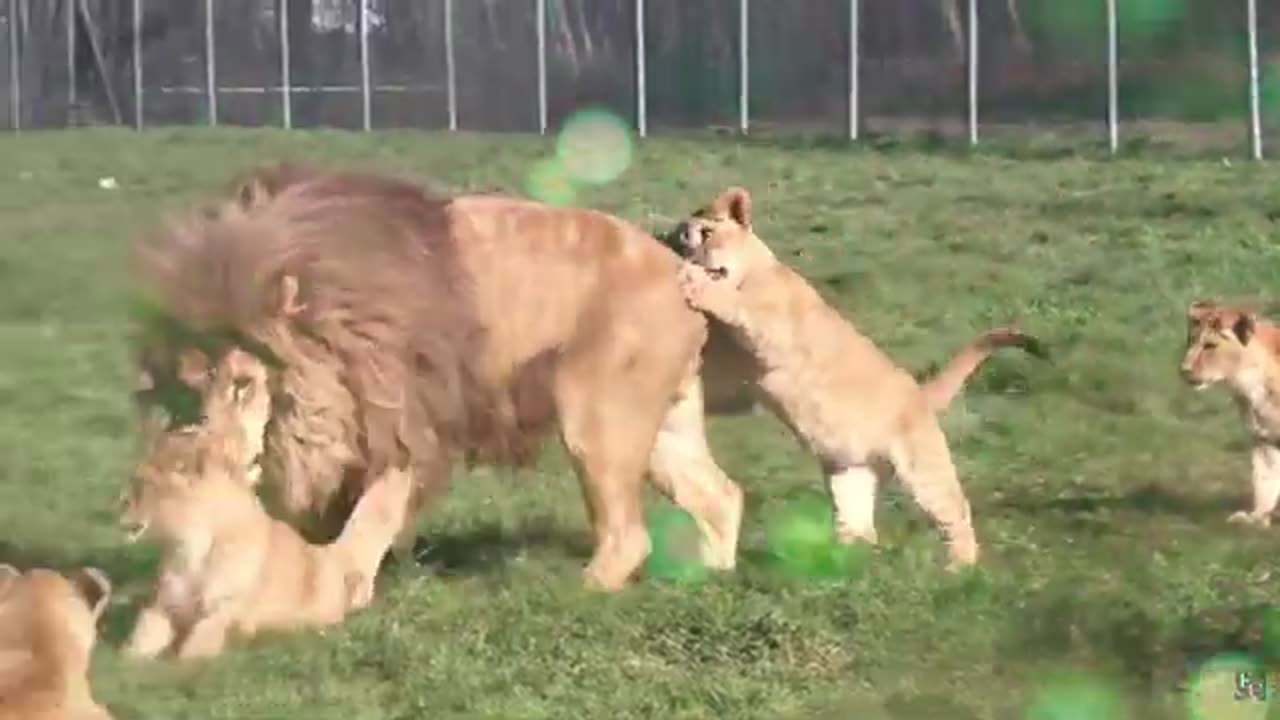 Awww!😍Daddy lion playing with little cubs funniest movements😘🤣