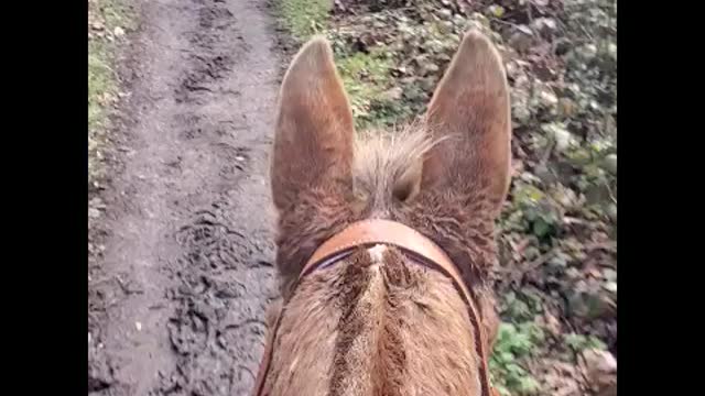 Oregon Horseback Riding