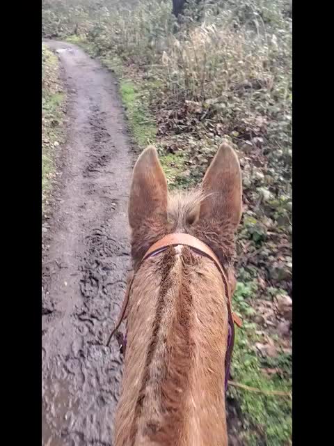 Oregon Horseback Riding