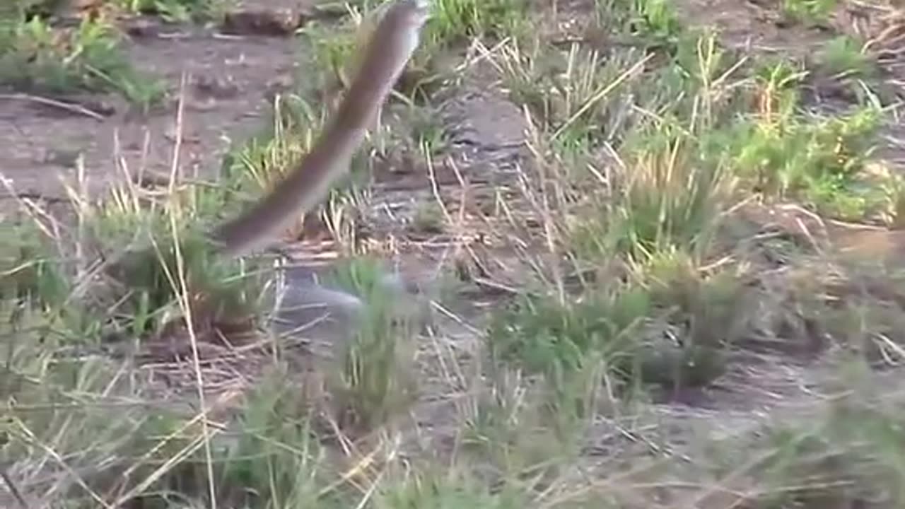 The fight