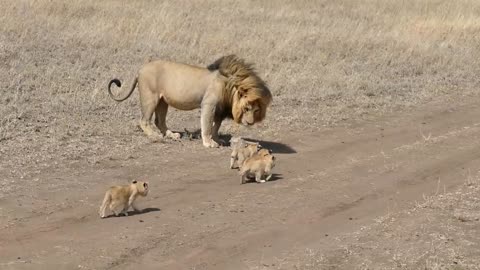 Lion dad tries to ditch his kids, Serengeti National Park, Tanzania.