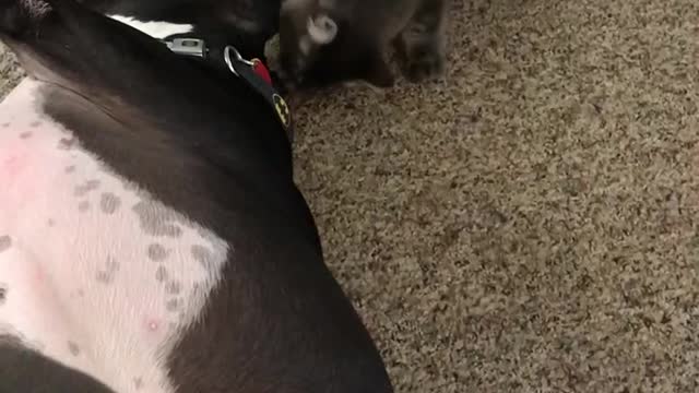 Kitten attacks a Pit Bull. Funny