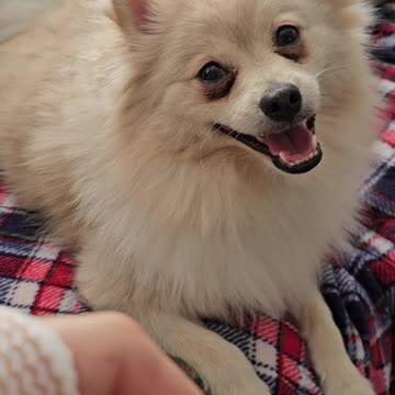 Loyal Pomeranian Stays by Owner's Side Through Tough Times