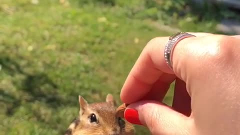 Charlie suspects danger | cute squirrel eating almonds