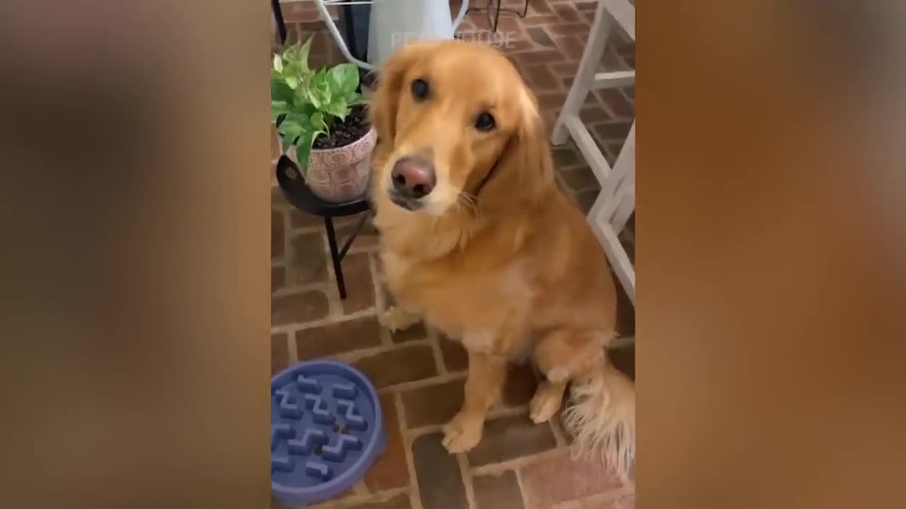 Funny Pets Reaction - Dog And Cat Compilation