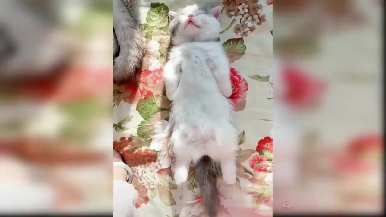 Kittens really knows how to play