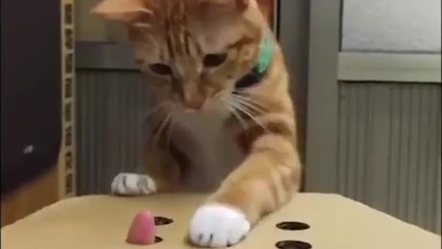 A cute cat who does not know surrender
