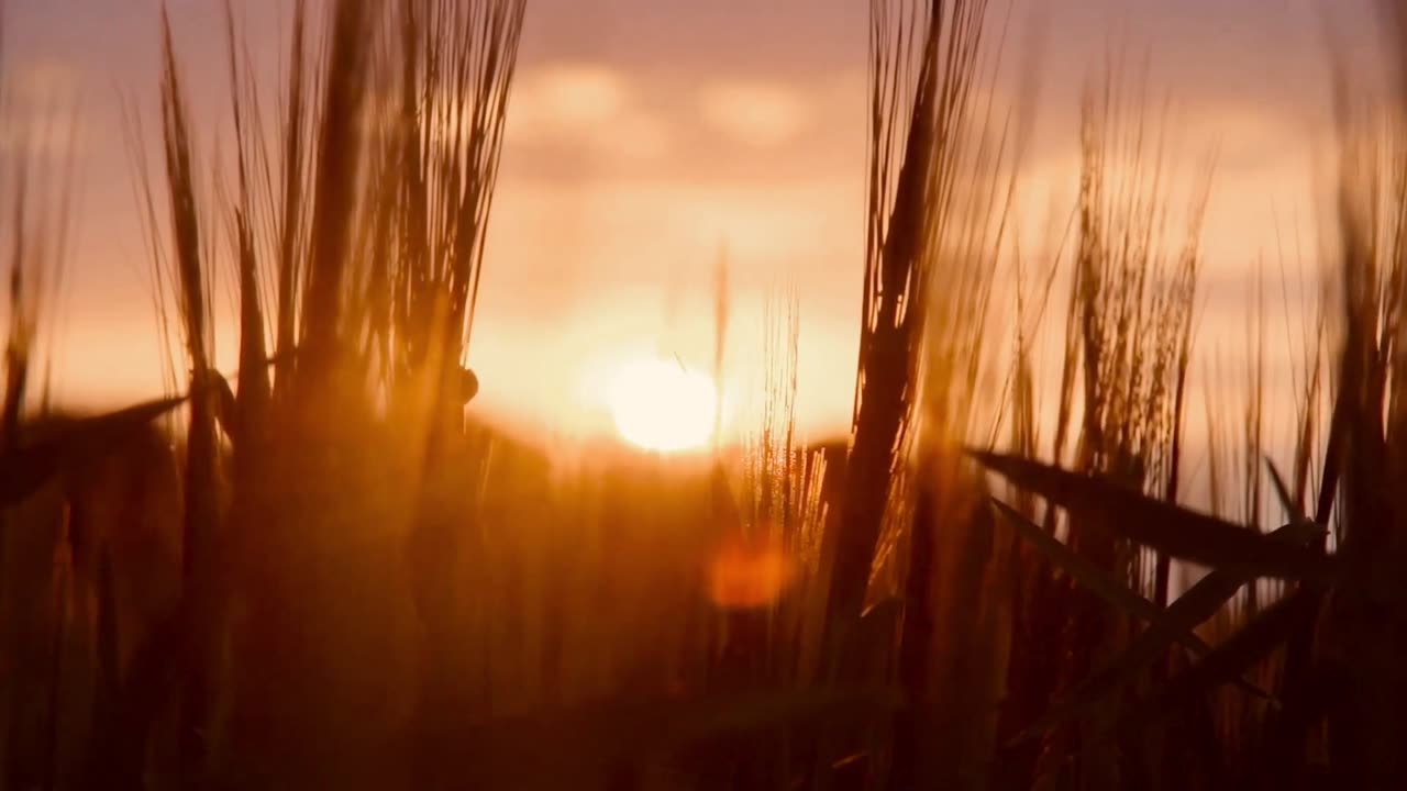 Wheat 🌾 Field On Cloudy Day