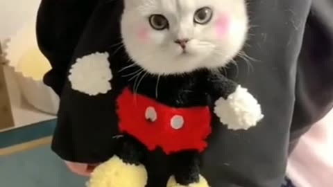 Cute funny cat