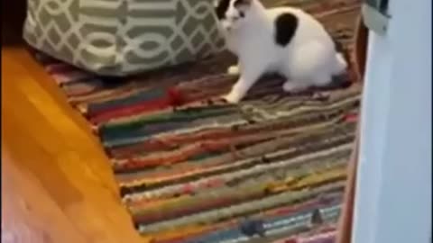 funny cat video.