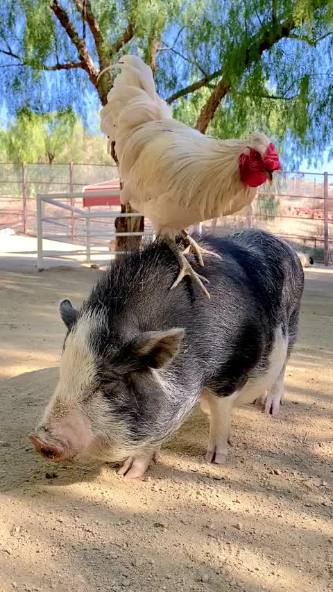Coq 🐓 funny vs Pig