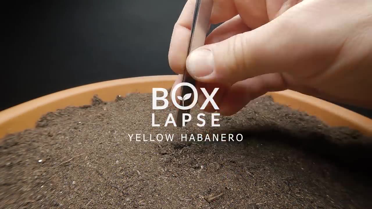 Growing YELLOW HABANERO Time-lapse