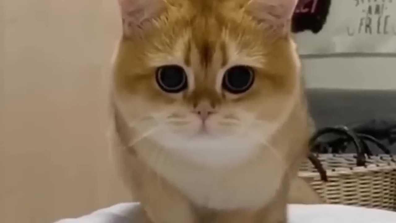 catlovers