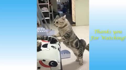 Funny cat videos with owner 😄 🤣