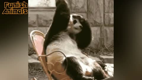 Lazing lazily on the chair, it seems to be worrying about something