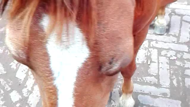 Lame horse is sleeping with standing.