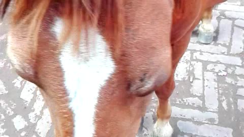 Lame horse is sleeping with standing.