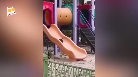 1 Hour of Funniest Animals 2023 - Funniest Cats and Dogs