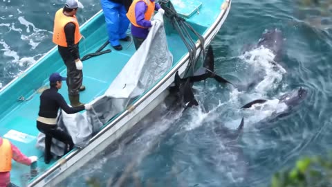A nursing pod of 12 Risso's Dolphins completely destroyed.